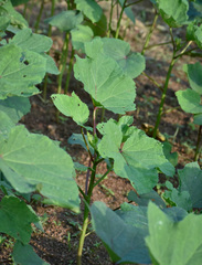 Abelmoschus esculentus