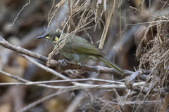 Microptilotis imitatrix