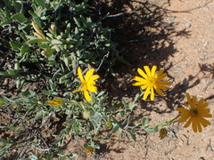 Osteospermum sinuatum