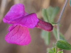 Vicia pyrenaica