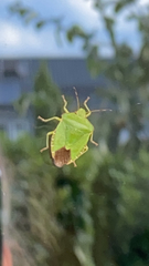 Palomena prasina