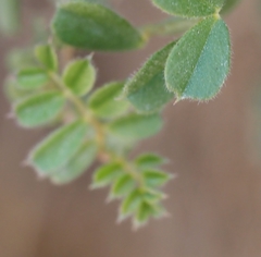 Vicia pyrenaica