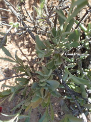 Osteospermum sinuatum