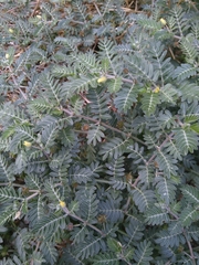 Tribulus terrestris