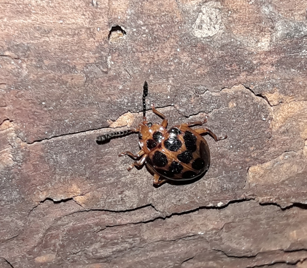 Corynomalus dentatus