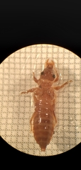 Erpetogomphus
