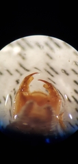 Erpetogomphus