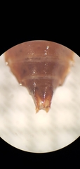 Erpetogomphus