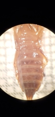 Erpetogomphus