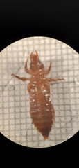Erpetogomphus