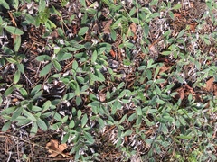 Pilosella officinarum