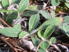 Pilosella officinarum