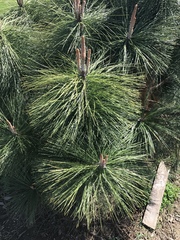 Pinus ponderosa