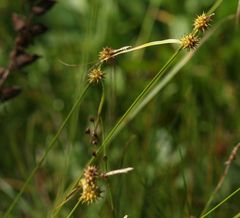 Carex flava