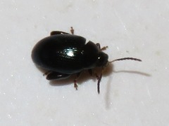 Psylliodes napi