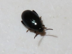 Psylliodes napi