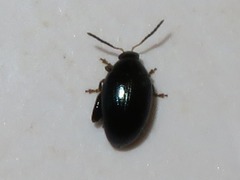 Psylliodes napi