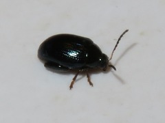 Psylliodes napi