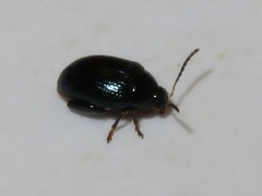 Psylliodes napi
