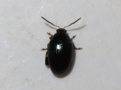 Psylliodes napi