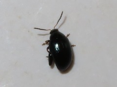 Psylliodes napi