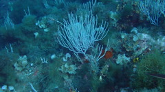 Eunicella singularis