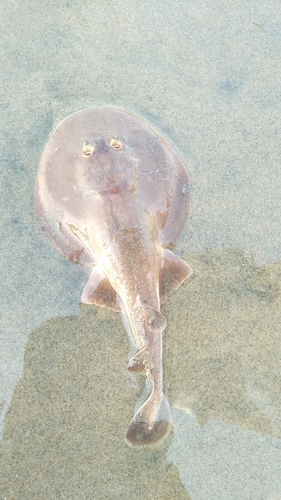 Blackspotted numbfish (Narcine timlei) — Narcinidae — 3