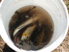 Micropterus salmoides