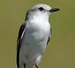 White-Rumped Monjita photo 3