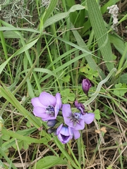 Babiana angustifolia