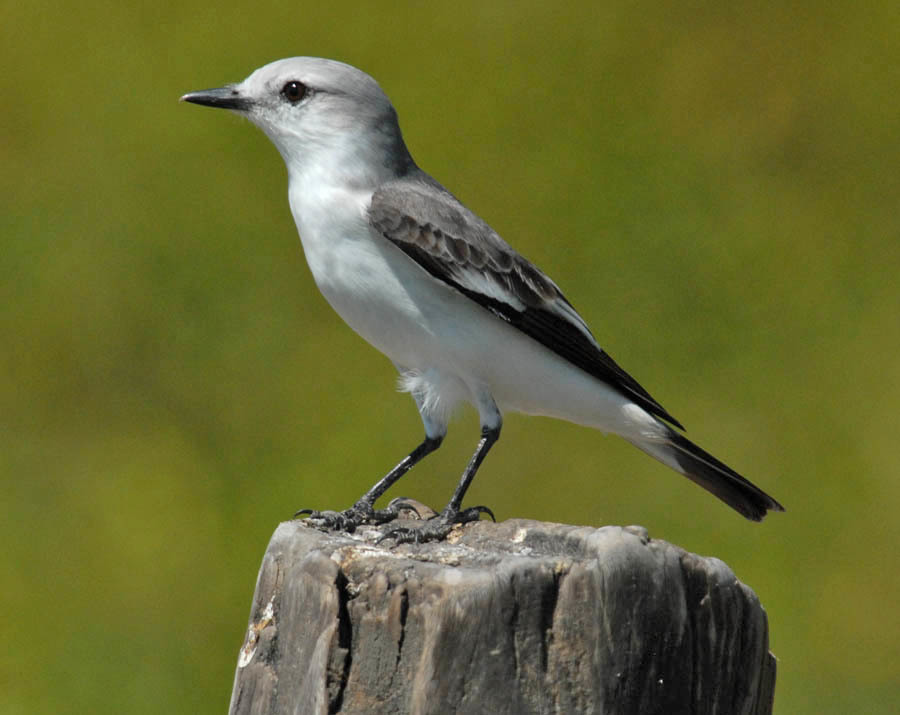 White-rumped Monjita photo