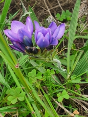 Babiana angustifolia