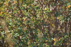Coronilla valentina glauca