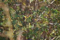 Coronilla valentina glauca
