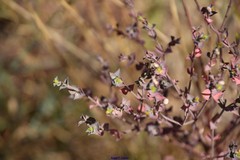 Euphorbia terracina