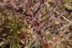 Euphorbia terracina