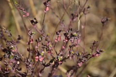 Euphorbia terracina