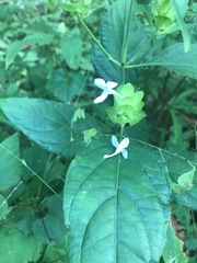 Yeatesia viridiflora