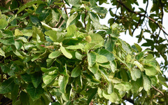 Madhuca longifolia latifolia
