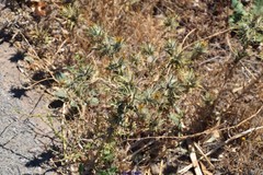 Carthamus lanatus