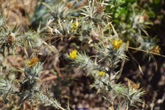 Carthamus lanatus