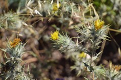Carthamus lanatus