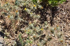 Carthamus lanatus