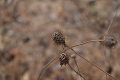 Daucus carota
