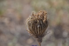 Daucus carota
