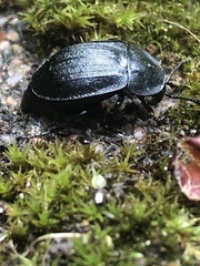 Phosphuga atrata