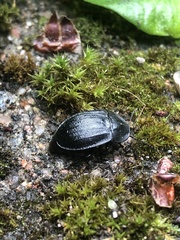 Phosphuga atrata