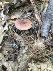 Lactarius hibbardiae
