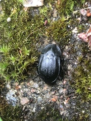 Phosphuga atrata
