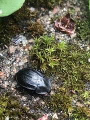 Phosphuga atrata